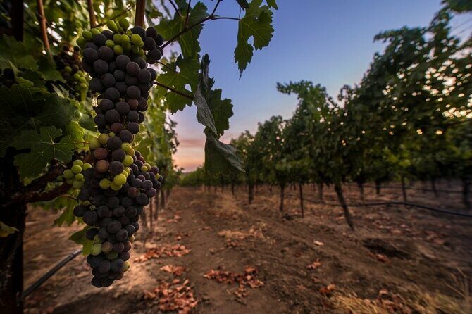 6-hour Private Luxury SUV Wine Tour in Napa Or Sonoma Valley - Who Will Enjoy This Tour?