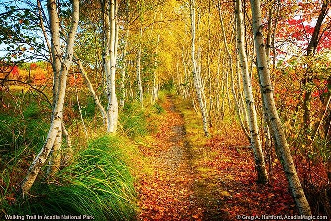6 Hour Private Tour: Acadia National Park, Fjord & Lobster Lunch - Picturesque Acadia National Park