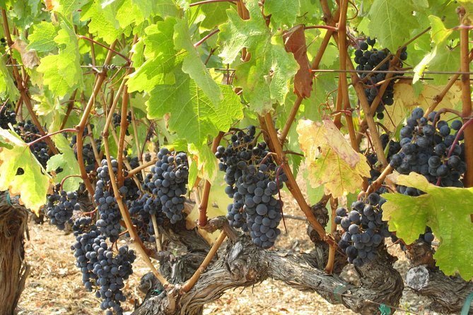 6-Hour Private Wine Country Tour of Napa in Crossover SUV (Up to 6 People) - Wine Education