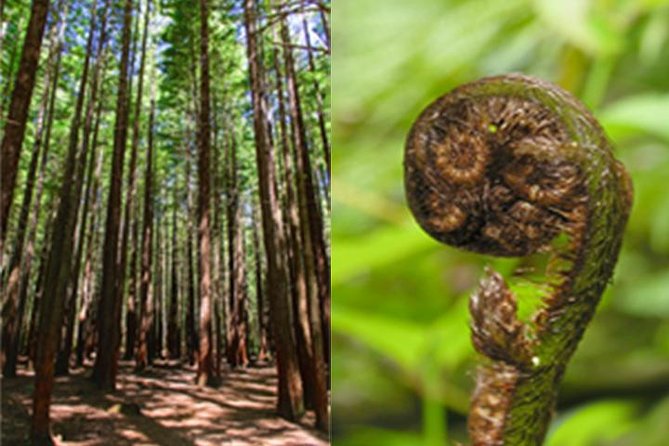 6 Hour Small-Group Rotorua Naturally Shore Excursion From Tauranga - Key Points