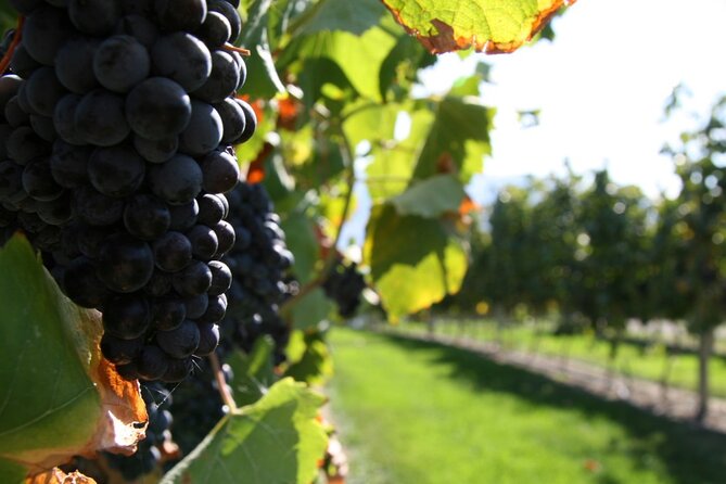 6 Hour Sonoma Pinot Noir and or Zinfandel Wine Tasting Tour - Participant Guidelines