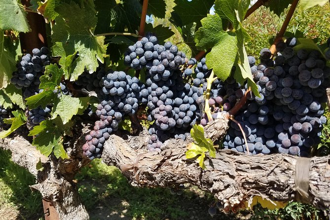 6 Hour Sonoma Pinot Noir and or Zinfandel Wine Tasting Tour - Frequently Asked Questions