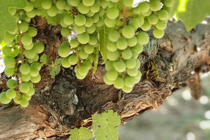 6 Hour Sonoma Wine Tasting Tour From San Francisco - Route Planning and Winery Reservations