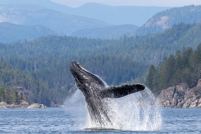 6 Hour Whale Watching Tour With Lunch Included - Meeting Point and Directions
