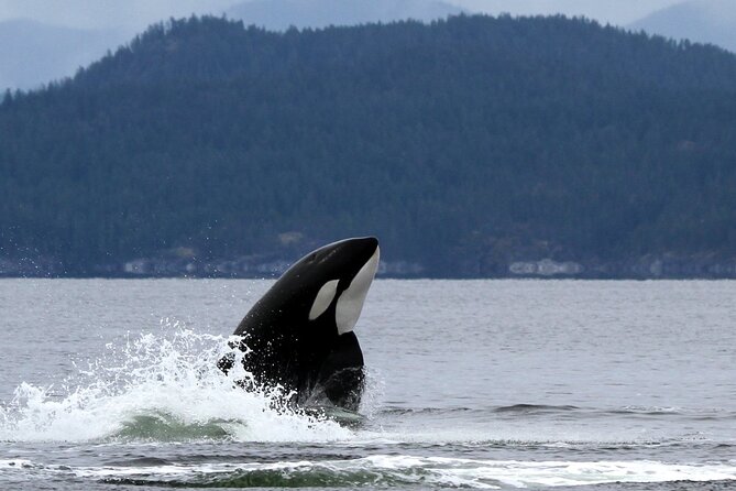 6 Hour Whale Watching Tour With Lunch Included - Included Amenities