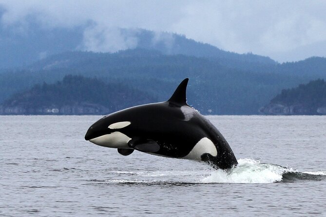 6 Hour Whale Watching Tour With Lunch Included - Tour Duration and Location