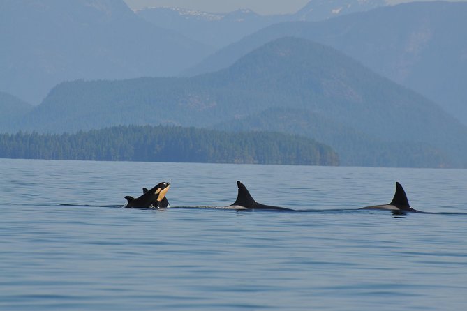 6 Hour Zodiac Whale Watching Tour - Marine Wildlife Sightings