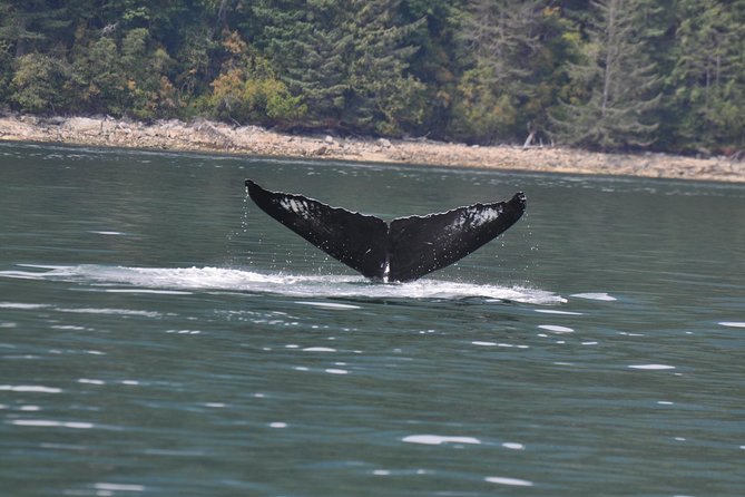 6 Hour Zodiac Whale Watching Tour - Zodiac Boat Features