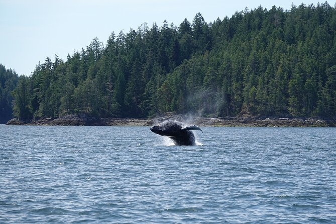 6 Hour Zodiac Whale Watching Tour - Included Amenities