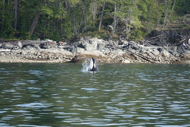 6 Hour Zodiac Whale Watching Tour - Additional Tour Details
