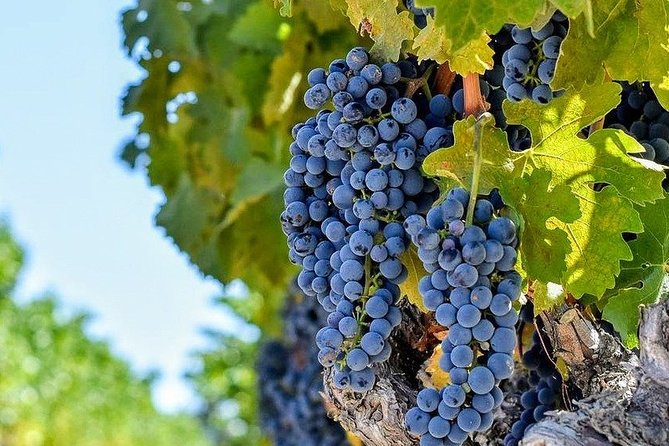 6-Hours Customized Private RUSSIAN RIVER Valley Wine Tour From San Francisco Bay - Booking and Cancellation