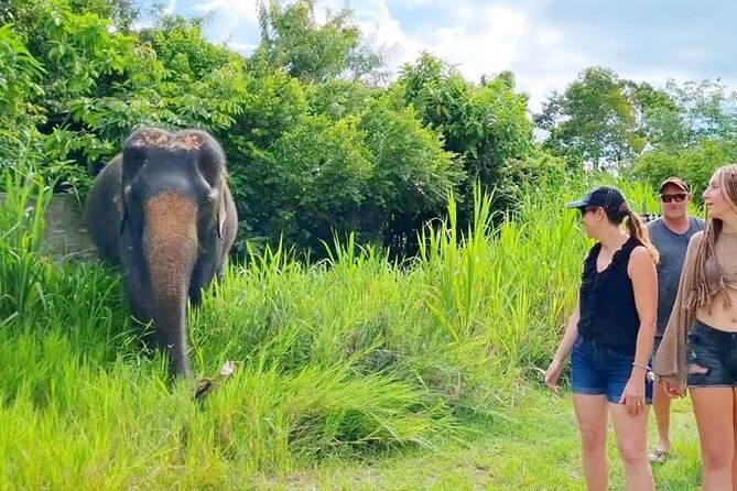 6 Hours Elephant Care and Jungle Tour by 4WD in Koh Samui - Pickup and Meeting Point