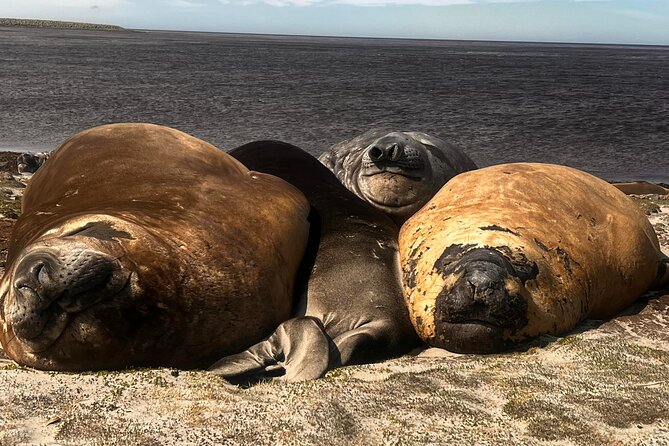 6 Hours Wild Tour With Penguins, Elephant Seals in East Falklands - Key Points