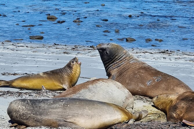 6 Hours Wild Tour With Penguins, Elephant Seals in East Falklands - Getting to the Meeting Point