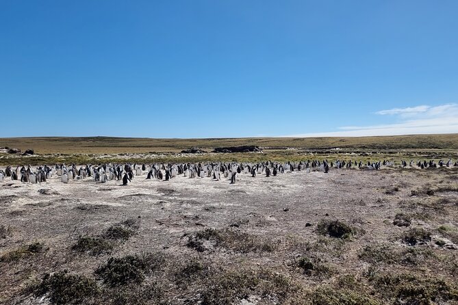 6 Hours Wild Tour With Penguins, Elephant Seals in East Falklands - Traveler Experience Highlights