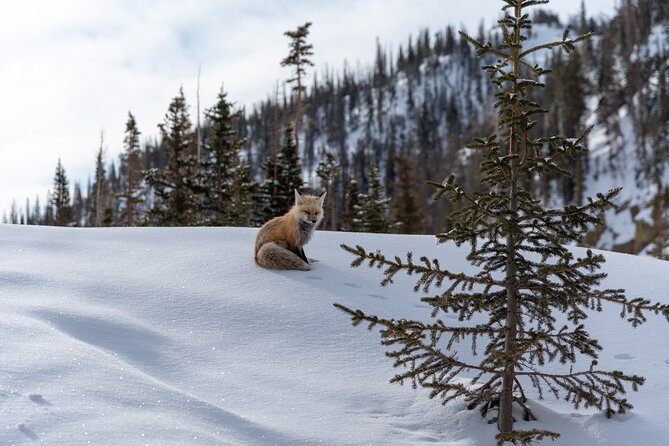 6 Hr Private Wildlife Hiking Tour in Rocky Mountain National Park - Customer Reviews and Ratings