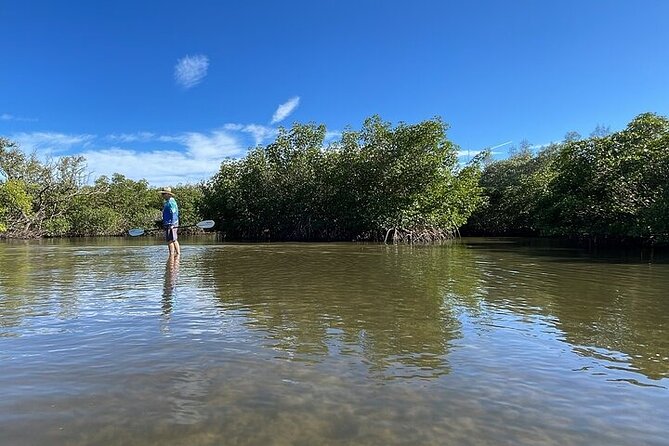 6-Hr Tropical Mangroves, Coastal River and Ocean Wildlife Watch - Accessibility and Requirements