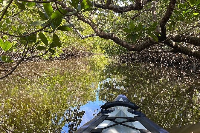 6-Hr Tropical Mangroves, Coastal River and Ocean Wildlife Watch - What to Expect on the Tour