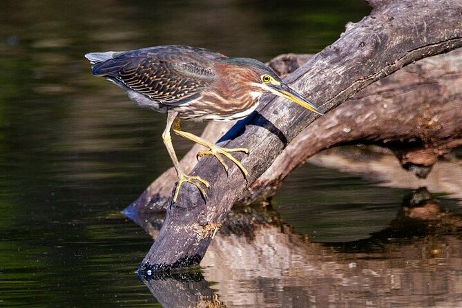6-Hr Tropical Mangroves, Coastal River and Ocean Wildlife Watch - Additional Information