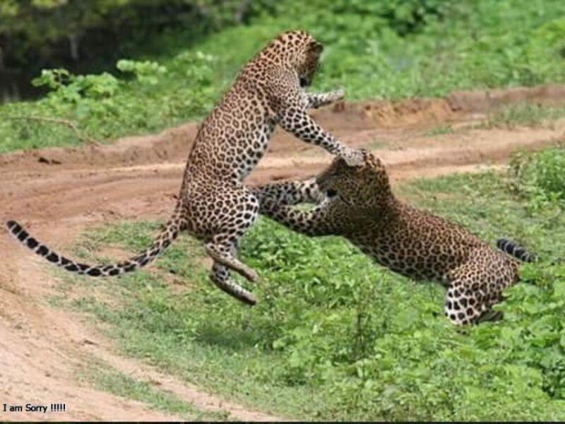 6 Nights 7 Days-Muslim Halal Tour With Yala National Park - Arrival and Kandy
