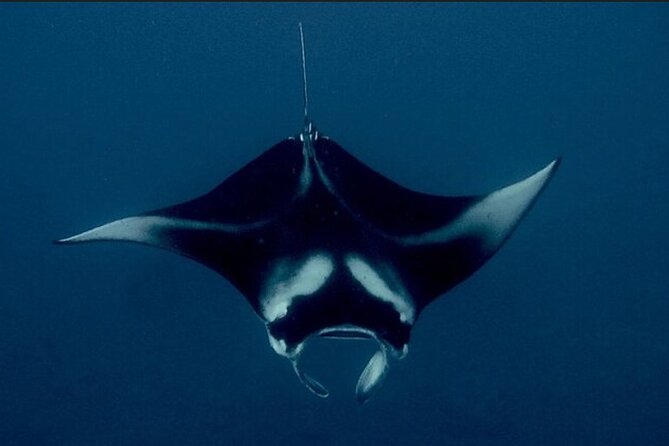 6 Passenger Maximum Manta Ray Night Snorkel in Kailua-Kona, HI - Meeting and Pickup