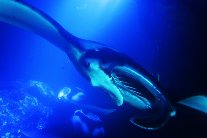 6 Passenger Maximum Manta Ray Night Snorkel in Kailua-Kona, HI - Manta Ray Encounter
