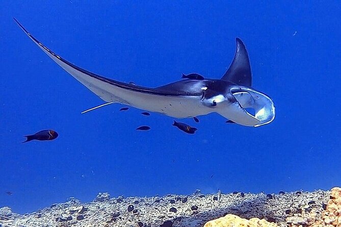 6 Passenger Maximum Manta Ray Night Snorkel in Kailua-Kona, HI - Preparing for the Tour