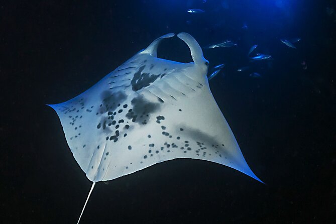6 Passengers Max, Sunset Manta Ray Tour in Kailua-Kona - Health and Safety