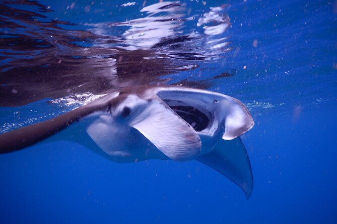 6 Passengers Max, Sunset Manta Ray Tour in Kailua-Kona - Reviews and Pricing