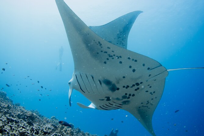 6 Passengers Max, Sunset Manta Ray Tour in Kailua-Kona - LED Light Boards