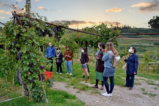 6 Wine Tasting in Valpolicella Classica: the Cradle of Amarone - Aging Room and Barrel Cellar