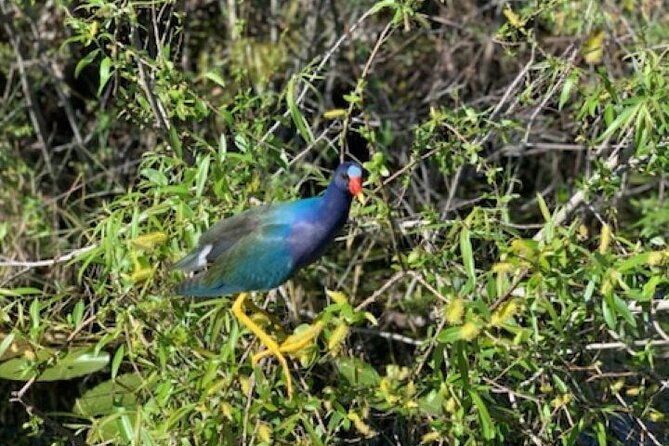 60 Min Small Group Everglades Airboat Ride in Miami - Customer Feedback
