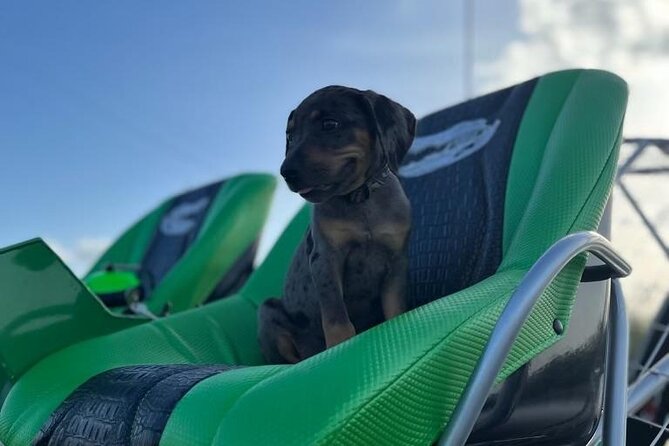 60 Min Small Group Everglades Airboat Ride in Miami - Operator and Availability