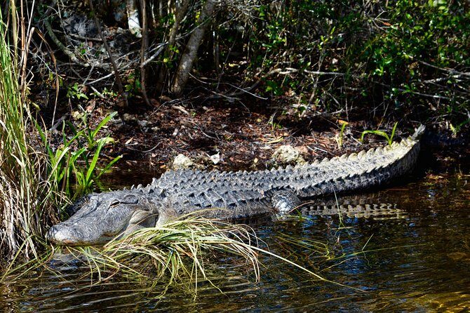 60 Minute Small Group Semi Private Everglades River Of Grass Airboat Charter - The Sum Up