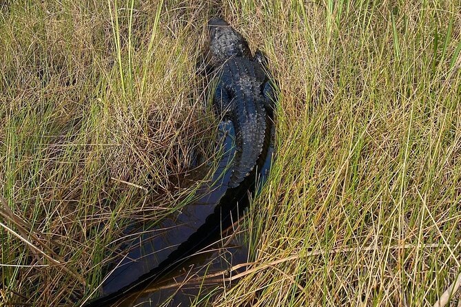 60 Minute Small Group Semi Private Everglades River Of Grass Airboat Charter - Traveler Feedback and Ratings