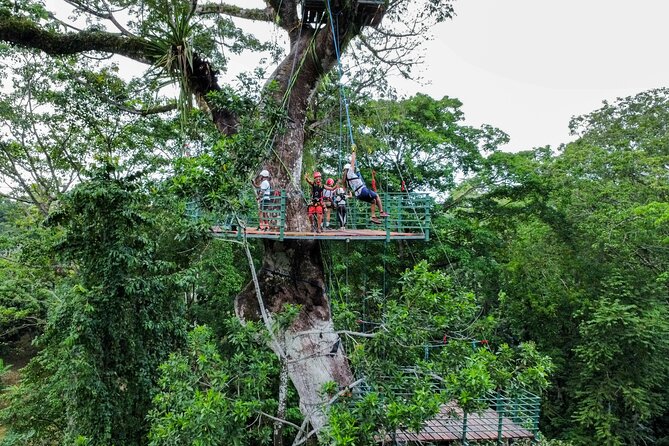 60M Tree Climbing Experience With Descent in Tarzan or Rapel - Key Points
