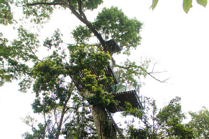 60M Tree Climbing Experience With Descent in Tarzan or Rapel - Climbing the Ceibo Tree