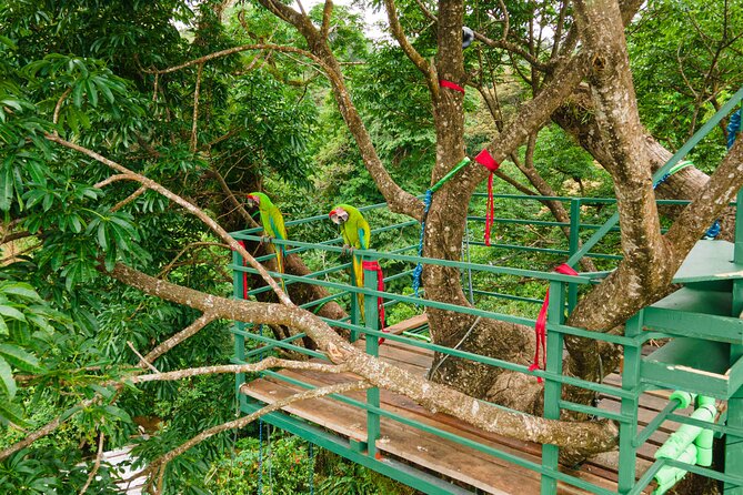 60M Tree Climbing Experience With Descent in Tarzan or Rapel - Inclusions and Accessibility
