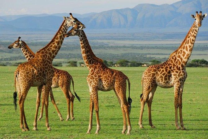 6Days Amboseli, Lake Nakuru and Masai Mara Camping Safari on Jeep - Pickup and Accessibility
