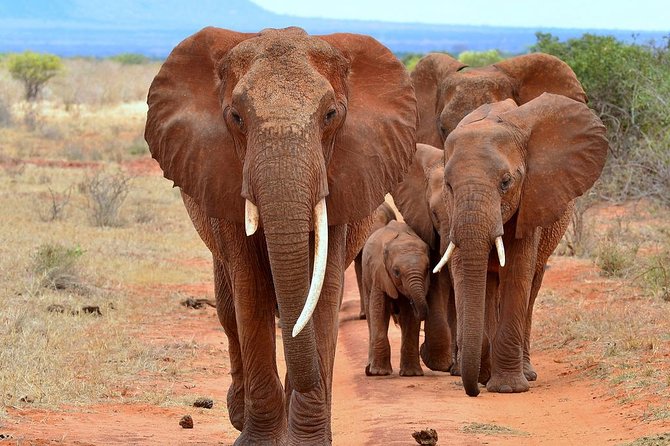6Days Amboseli, Lake Nakuru and Masai Mara Camping Safari on Jeep - Customer Feedback
