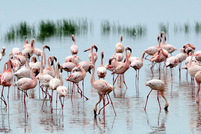 6Days Amboseli, Lake Nakuru and Masai Mara Camping Safari on Jeep - Detailed Itinerary