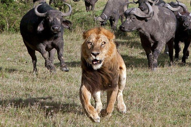 6Days Amboseli, Lake Nakuru and Masai Mara Camping Safari on Jeep - Whats Included
