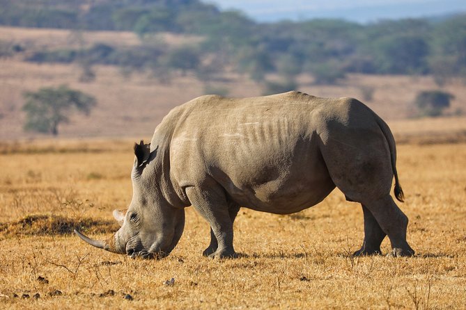 6days Masai Mara-Lake Nakuru via Lake Naivasha-Amboseli 4x4 Jeep Safari - Accessibility Considerations