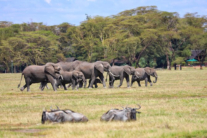 6days Masai Mara-Lake Nakuru via Lake Naivasha-Amboseli 4x4 Jeep Safari - Private Tour Experience
