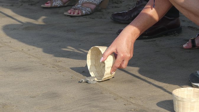 6Hr Cruise or Hotels City Tour, Divers, Baby Turtles Peace Chapel - Tour Details and Logistics