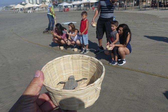 6Hr Cruise or Hotels City Tour, Divers, Baby Turtles Peace Chapel - Safety and Confirmation