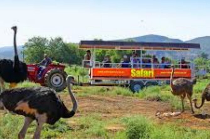 7- 10 Days Tour Package Cape Town and Garden Route - Savor Wine Tasting