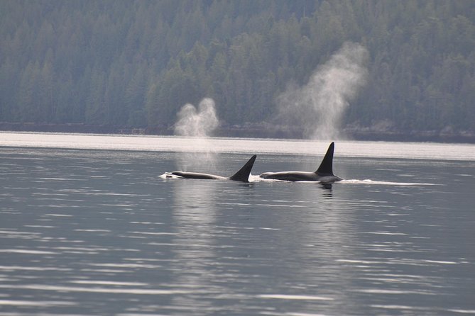 7-8 Hour Zodiac Whale Watching Tour - Exploring Salish Sea