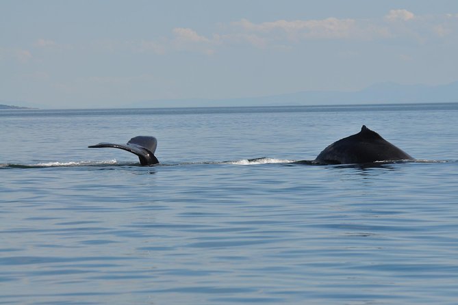 7-8 Hour Zodiac Whale Watching Tour - Meeting and Pickup