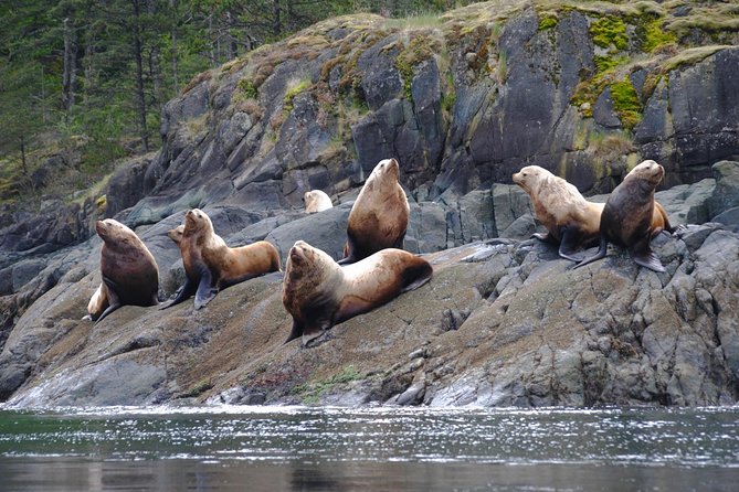 7-8 Hour Zodiac Whale Watching Tour - Additional Considerations